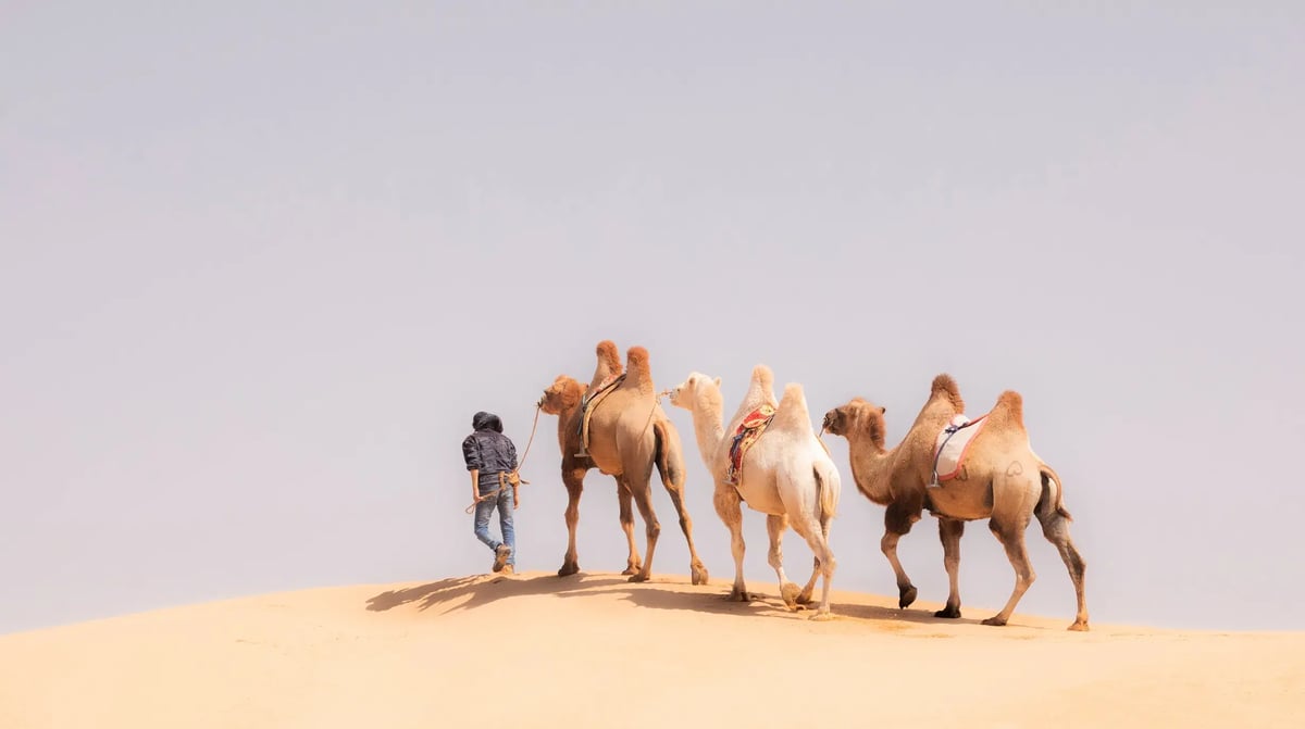 Gobi woestijn - Moltsog Els - Camels on dunes