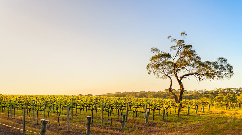 Australië - Adelaide - Onkaparinga River Wijngaard