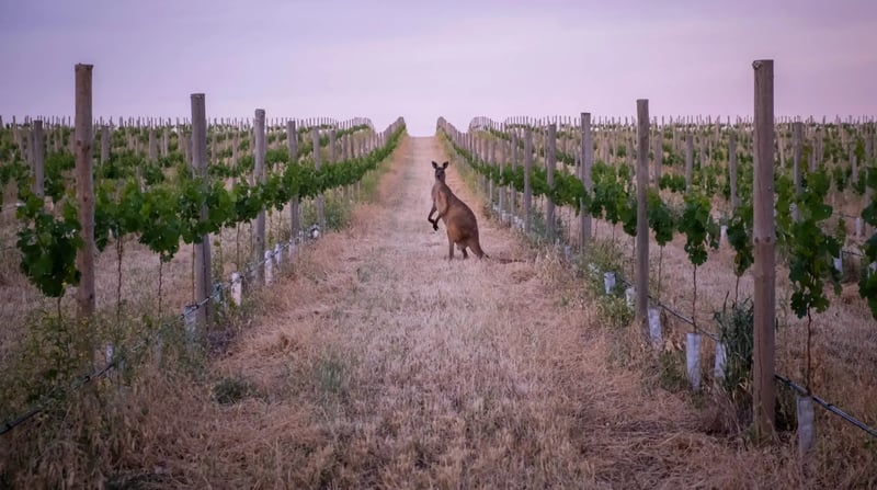 Australië - Barossa Valley (2)