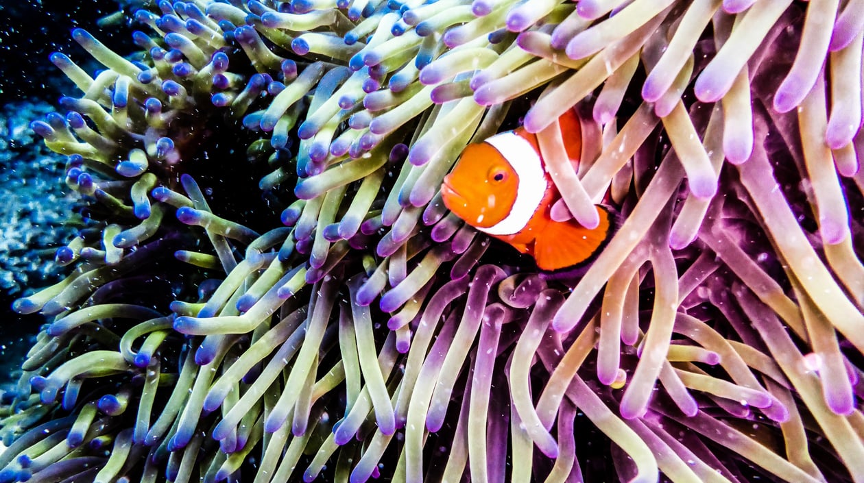 Australië - Great Barrier Reef