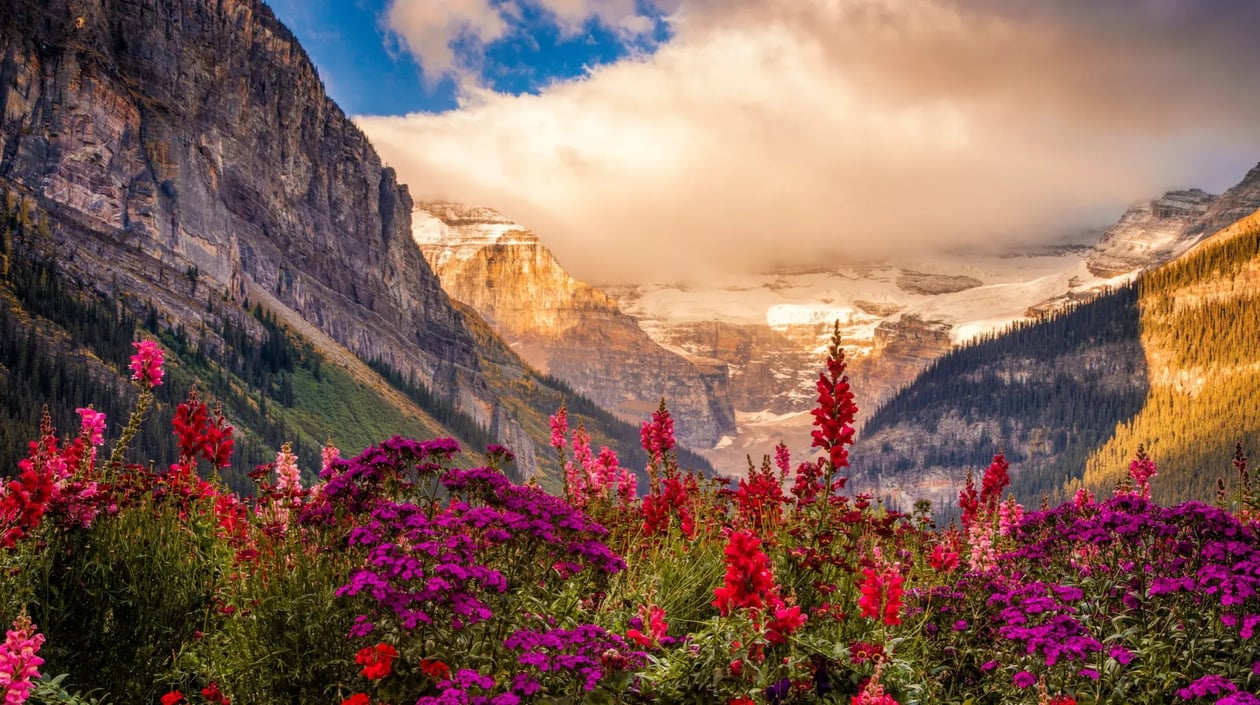 Canada - Bloemen bij Lake Louise