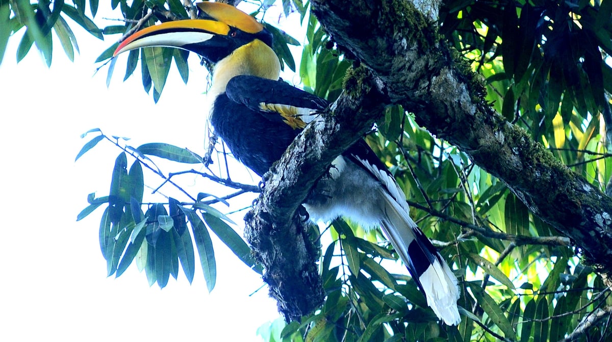 Hornbill Kerala