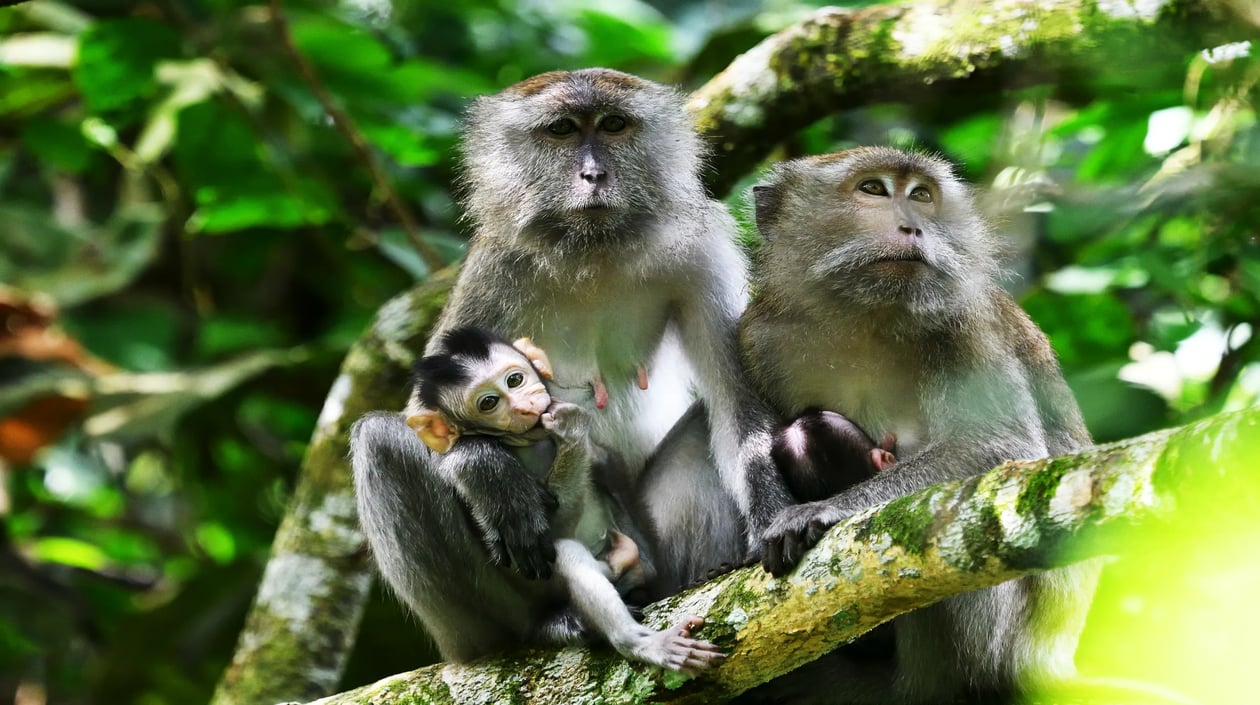 Maleisië - Taman Negara National Park met Makaak apen