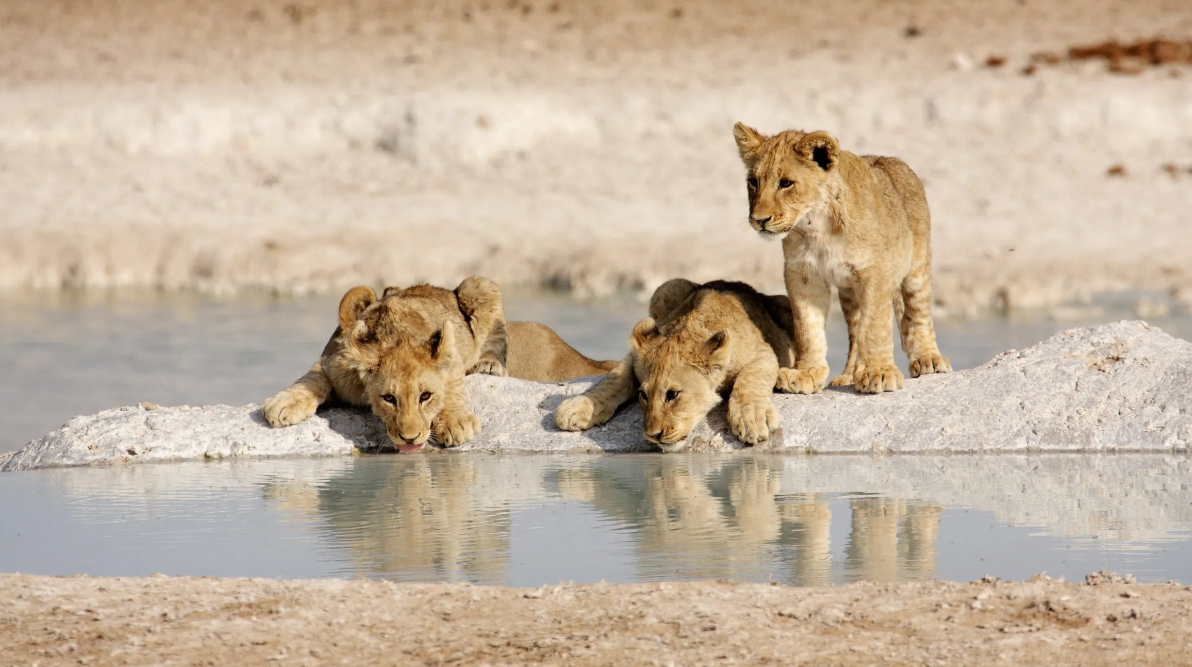 Namibië - Etosha National park Safari (7)