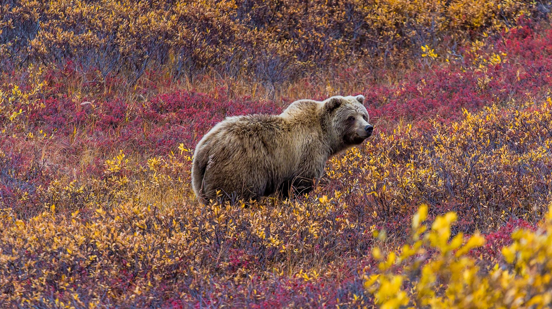 Denali NP shutterstock_368406296