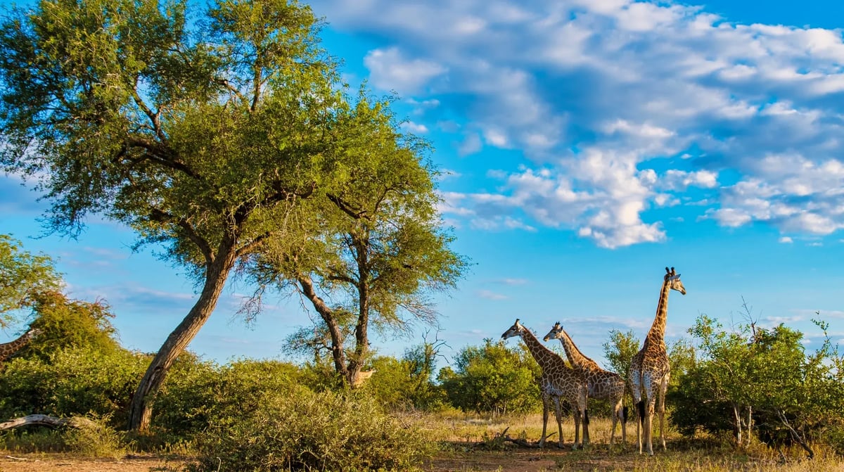 National Kruger Park, Zuid-Afrika shutterstock_2281089939