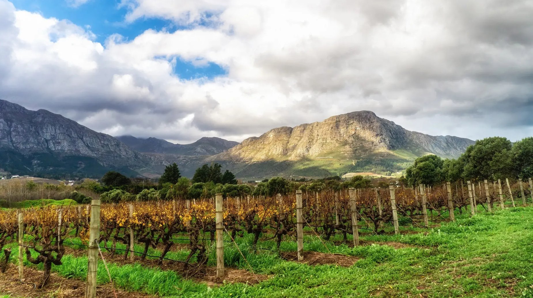 Stellenbosch wijngaard, Zuid-Afrika shutterstock_2327168949