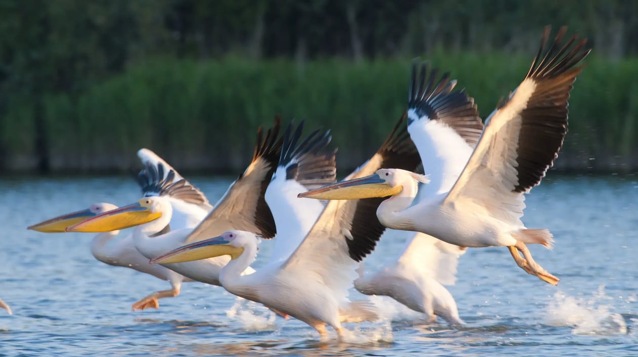 Donau - Donaudelta - pelikanen1 (1)