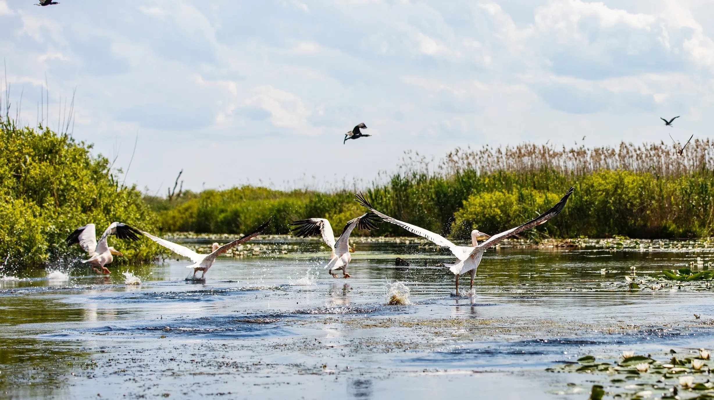 Donau delta