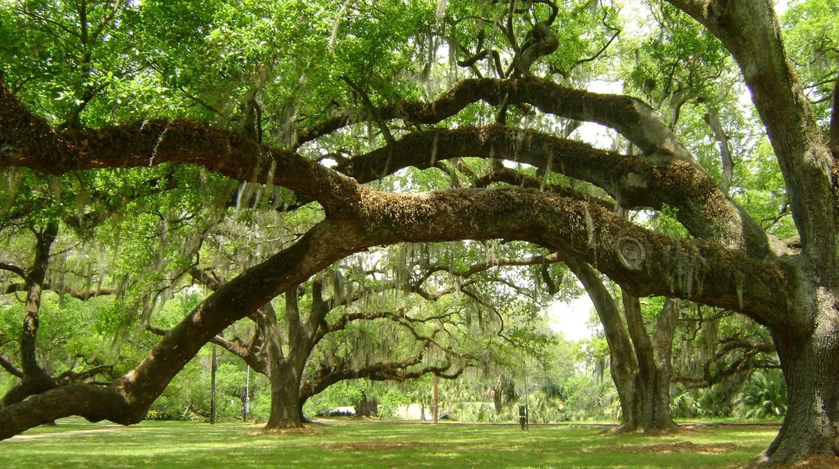 City Park Trees New Orleans